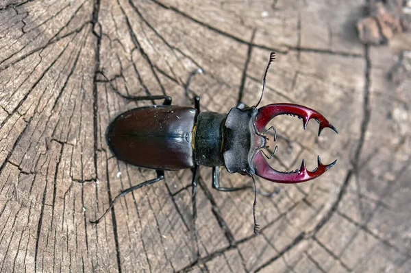 Large Black Stag Beetle Sits Felled Tree — Stock Photo, Image