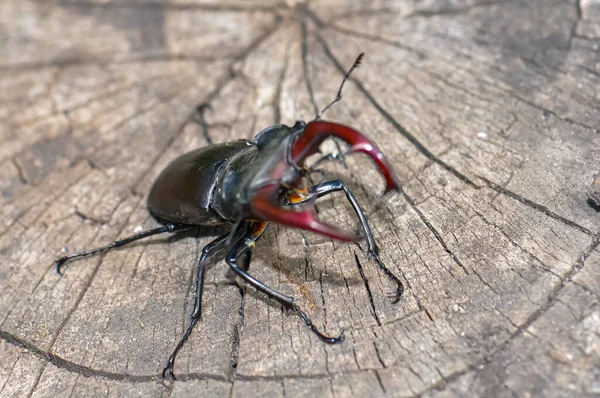 Devrilmiş bir ağaçta büyük siyah bir geyik böceği oturuyor..