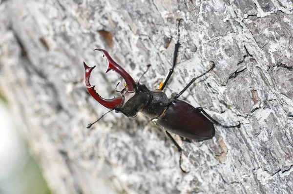 Large Black Stag Beetle Sits Felled Tree — Stock Photo, Image