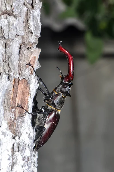 一只黑色的大鹿甲虫栖息在一棵被砍倒的树上 — 图库照片