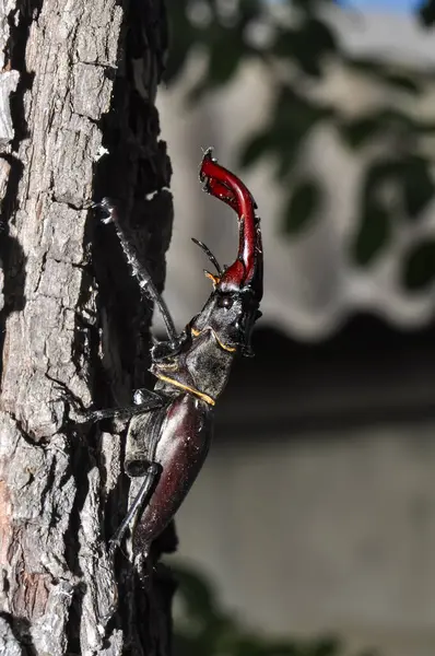 Gran Escarabajo Negro Ciervo Sienta Árbol Caído — Foto de Stock