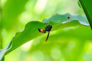Vespa tropica, Tayland ormanında yeşil bir yaprağın üzerinde oturur.