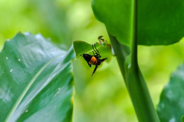 Vespa tropica, Tayland ormanında yeşil bir yaprağın üzerinde oturur.