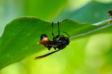 Vespa tropica, Tayland ormanında yeşil bir yaprağın üzerinde oturur.