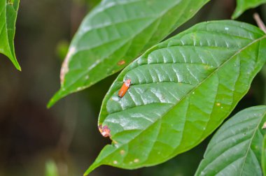 Bothrogonia, Tayland ormanında yeşil bir yaprağın üzerinde.