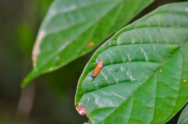 Bothrogonia, Tayland ormanında yeşil bir yaprağın üzerinde.