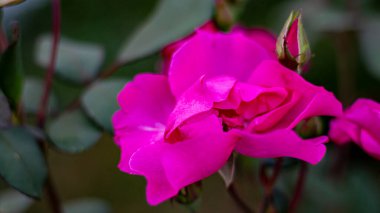 Solmuş bir gül, gül kalçası olur.