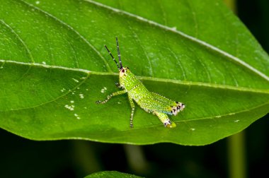yeşil yaprak üzerinde oturan yeşil çekirge
