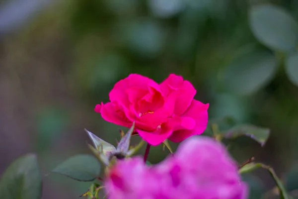 Wyblakła Róża Która Staje Się Różanym Biodrem — Zdjęcie stockowe