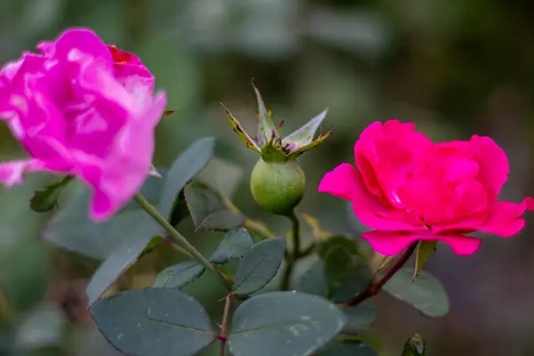 Una Rosa Descolorida Que Convierte Rosa Mosqueta —  Fotos de Stock