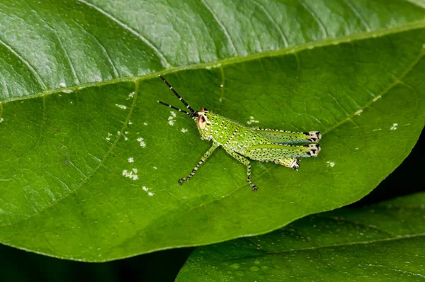 Green Grasshopper Sitting Green Leaf — Stock Photo, Image