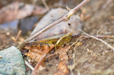 Gri çekirge çimenlerde oturuyor.
