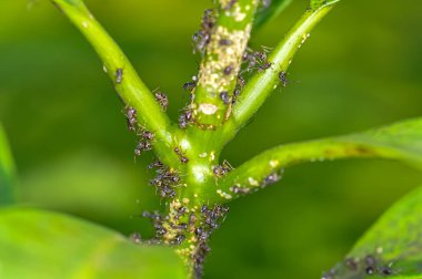 Yeşil bir bitki dalında siyah karıncalar