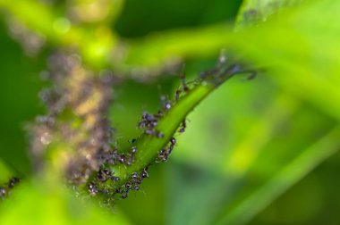 Yeşil bir bitki dalında siyah karıncalar