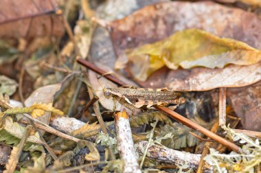 Gri çekirge çimenlerde oturuyor.