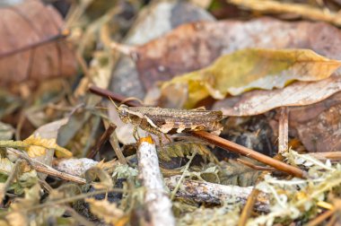 Gri çekirge çimenlerde oturuyor.