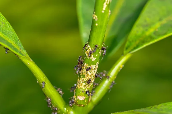 Black ants on a green plant branch