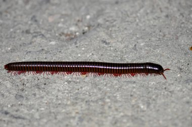 Tayland 'da Narceus americanus. Makro Bipodlar