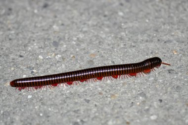 Tayland 'da Narceus americanus. Makro Bipodlar