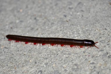 Tayland 'da Narceus americanus. Makro Bipodlar