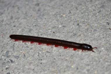 Tayland 'da Narceus americanus. Makro Bipodlar