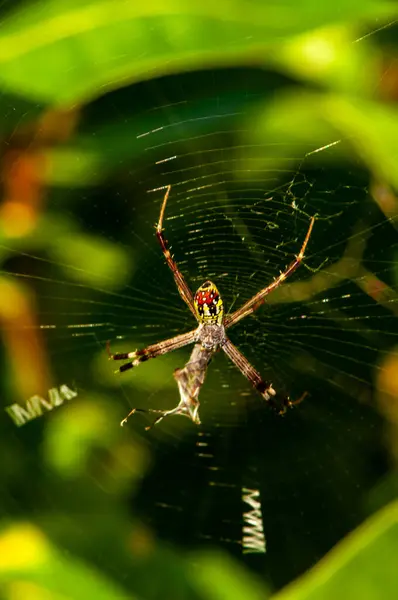 Μια Αράχνη Στον Ιστό Της Τρώει Θήραμά Της Στη Ζούγκλα — Φωτογραφία Αρχείου