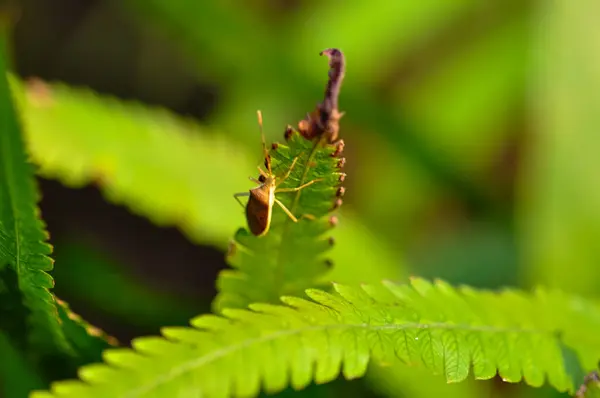 Insecte Est Assis Sur Une Feuille Verte Dans Jungle Thaïlande — Photo