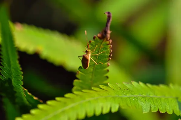 Een Insect Zit Een Groen Blad Jungle Van Thailand — Stockfoto
