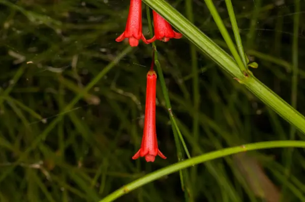 태국의 정글에서 Ternifolia — 스톡 사진