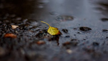 Sonbahar yağmurunda su birikintisindeki ağaçtan bir yaprak..