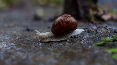 Yağmurda sürünen büyük bir salyangoz.
