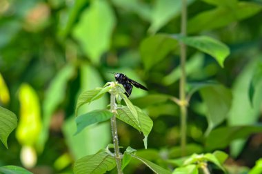 Mor marangoz arısı yeşil bir bitkinin üzerinde oturuyor.