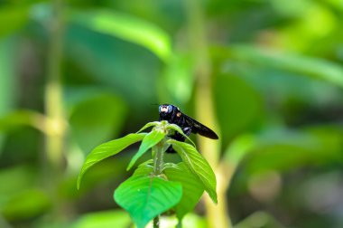 Mor marangoz arısı yeşil bir bitkinin üzerinde oturuyor.