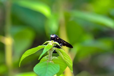 Mor marangoz arısı yeşil bir bitkinin üzerinde oturuyor.