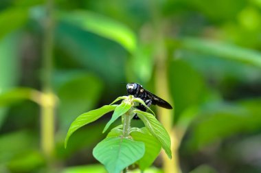 Mor marangoz arısı yeşil bir bitkinin üzerinde oturuyor.