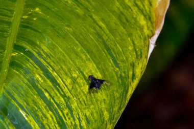 Hemipenthes yeşil bir yaprağın üzerinde oturuyor.