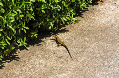 Bir kertenkele Tayland, Eutropis multifasciata 'da bir otelin yolunda güneşleniyor