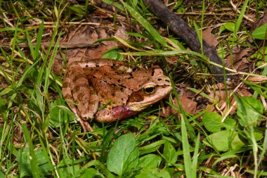 Kurbağa çimenlerde oturur.