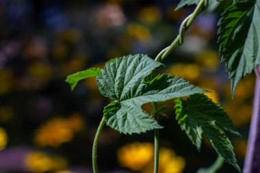 Bir evin Harkov avlusunda sıçrayan yaprak