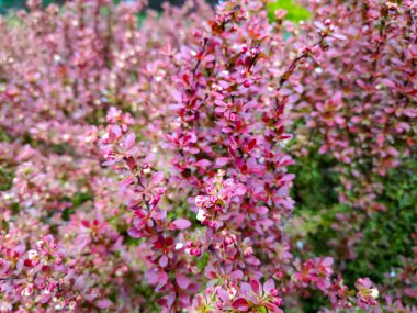 Poltava 'nın ortasında kiraz çiçeği Sakura