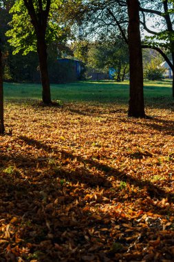 Harkov 'daki Zafer Parkı' nda düşen sarı yapraklar