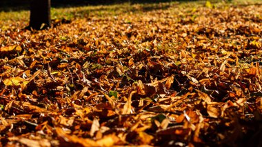 Harkov 'daki Zafer Parkı' nda düşen sarı yapraklar