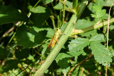 Çekirge yeşil bir yaprağın üzerinde oturur.