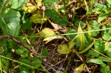 Çekirge yeşil bir yaprağın üzerinde oturur.