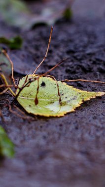 Yağmur sırasında yere düşen sonbahar yaprağı.