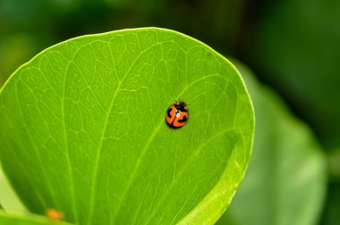 Eşitsiz bir şekilde yeşil bir yaprağın üzerinde oturuyor.
