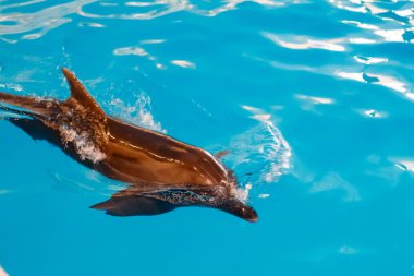 Yunuslarda dost canlısı Karadeniz yunusları