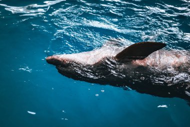 Yunuslarda dost canlısı Karadeniz yunusları