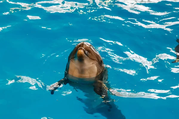 Yunuslarda dost canlısı Karadeniz yunusları