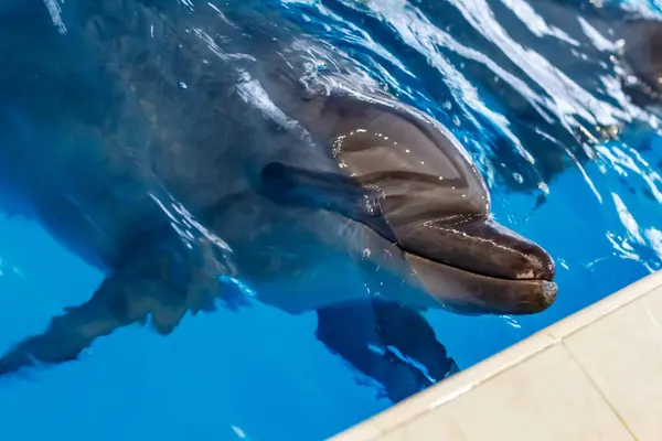 Barátságos Fekete Tengeri Delfinek Delfináriumban Jogdíjmentes Stock Képek